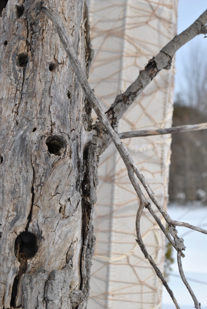 Ivory Net Column