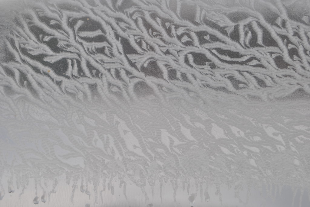 ice roots